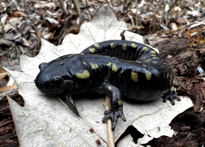 Spotted Salamander